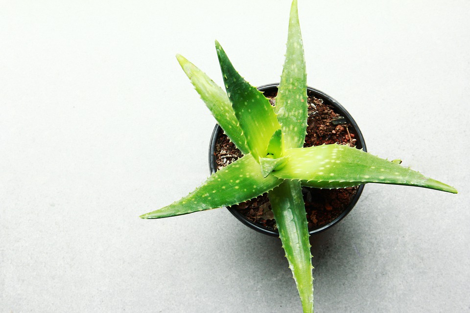 Vyzkoušejte Visco aloe vera v podobě ortopedické matrace Aloe comfort
